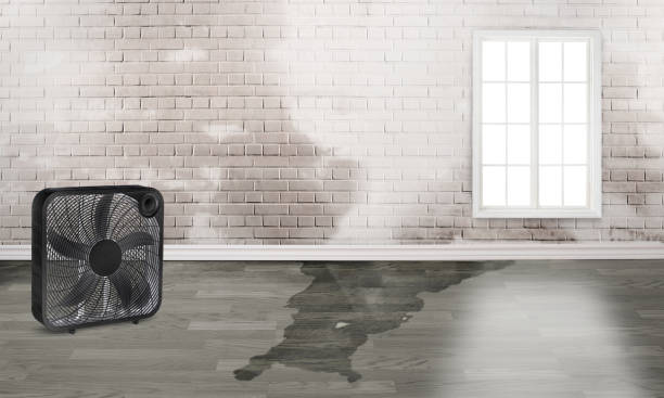 Best Carpet water damage restoration  in Sibley, IA