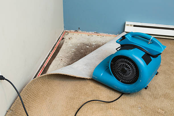 Best Water damage restoration mold remediation  in Sibley, IA